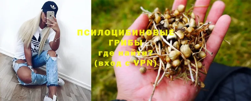 Псилоцибиновые грибы Psilocybine cubensis  Балтийск 